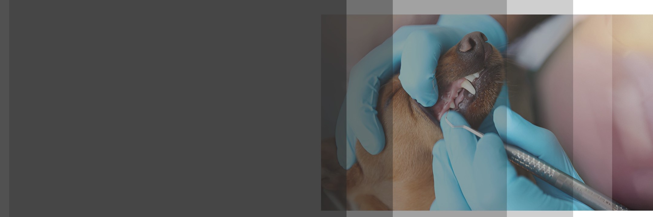 Products Banner
